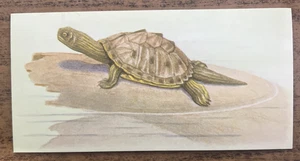 Vintage - 1962 - Gelles Widmer - Reptile CARD - 10. Mississippi Map Turtle - Picture 1 of 2