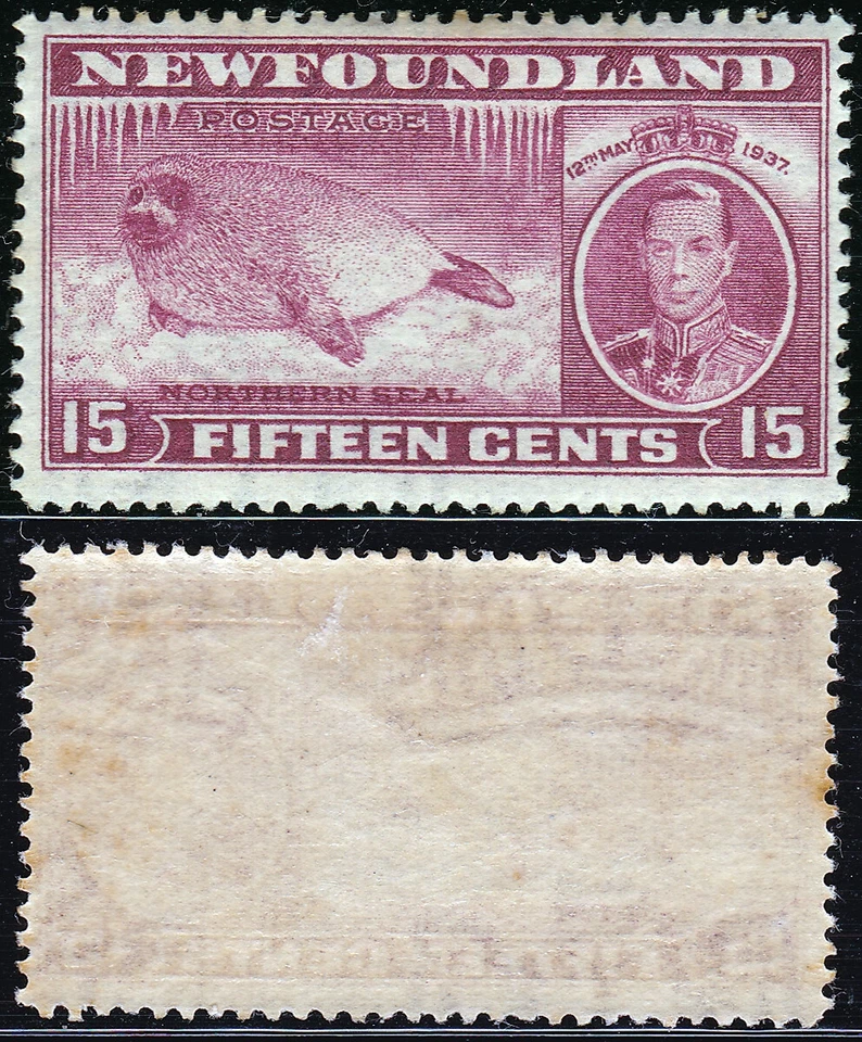 Terranova 1937 15c Juvenil Harbour Seal Sc-239 Lila Carmín MLH - Vendedor de EE. UU. Foto 1 de 1