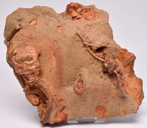 FÓSIL CRINOIDE con JUVENIL, Jimbacrinus bostocki, Australia, CR35 - Imagen 1 de 11