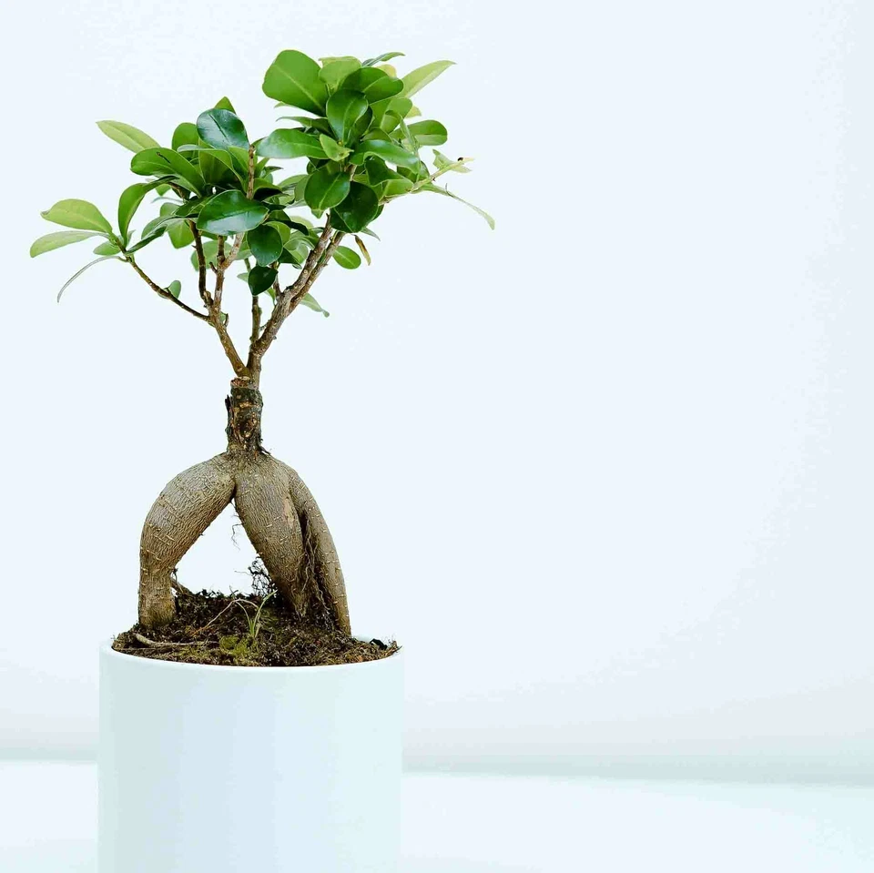 Bonsai-Bäume