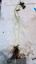 Hardy Water Lily Small Size. Full Size Plant. Yellow Flowers. +Free Fertilizer!