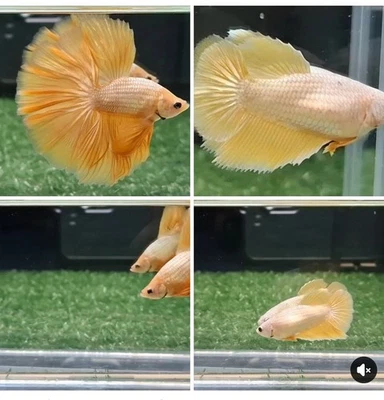 美国卖家(全新到达)黄色 🌕 一对 M/F 半月斗鱼 从泰国进口 — 第 1/3 张图片