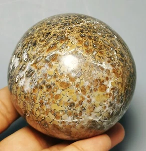 polierter Dinosaurierknochen versteinert Achat Exemplar Edelstein Kugel Kugel Heilung - Bild 1 von 10