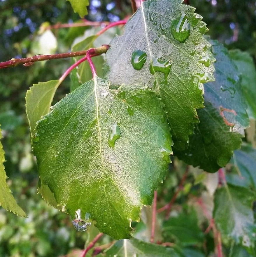 Säulenbirke SPIDER ALLEY 100 cm im Container - Bild 1 von 4