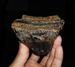 ¡INCREÍBLE AMONITA! FÓSIL DIENTE PARCIAL STEGODON MOLAR DE JAVA, INDONESIA, 80 MM - Imagen 1 de 7