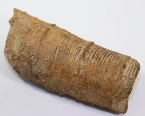 Ammonit, Anahamulina sp., Kreide, Barreme, Crimea Mountains, Krim, Russland-k339 - Bild 1 von 6