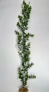 26" Large 1-stem Green Bacopa plastic plant, stone base - Picture 1 of 4