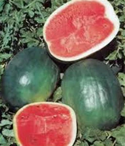 WATERMELON SEED, BLACK DIAMOND, HEIRLOOM,  100 SEEDS, MELON, NON GMO - Picture 1 of 1