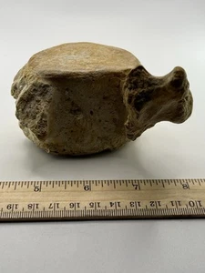 PAPPOCETUS RARE 44 Mi Yrs 4” X 2.5” X 2.5” SC 390 - Picture 1 of 4