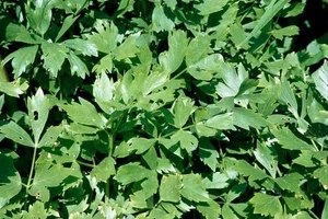 Herb – Lovage (Levisticum officinale) Plug Plants x 3/Strong Celery/Like Flavour - Picture 1 of 5