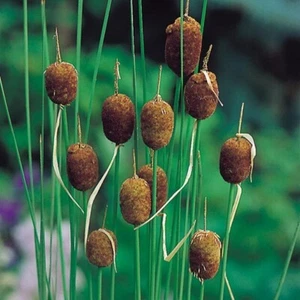 Typha Minima Dwarf Bullrush water lilies pond plants marginal plants lily ponds - Picture 1 of 7