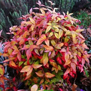 Nandina domestica (Heavenly Bamboo Plant) 10-100 SEEDS -Outdoor Garden Bonsai UK - Picture 1 of 4