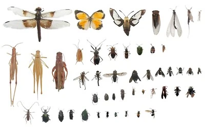 ¡Especímenes de insectos fijados en EE. UU. para colección de insectos muertos clase entomología identificados! Foto 1 de 4
