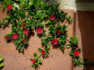 Aptenia Cordifolia,Baby Sun Rose , 4 fresh cuttings , quick post to your door - Picture 1 of 6