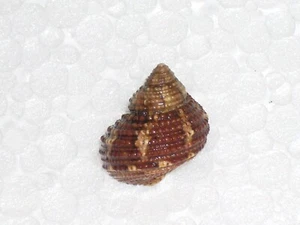 TURBO ETEROCHELIUS FANTASTIC - Imagen 1 de 2
