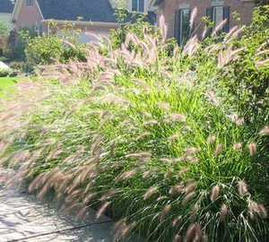 10 x Pennisetum alopecuroides SWAMP FOXTAIL GRASS plants in 40mm pots - Picture 1 of 3