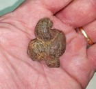 3pcs Turtle Dung COPROLITE 1.3" Long Clean and very select fossils 12m y old