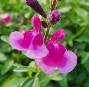 Salvia greggii ‘Icing Sugar’ Two toned Pink Flower Well Drained and Hardy - Picture 1 of 6