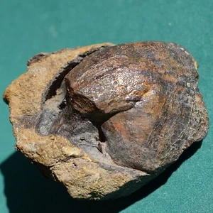 Brachiopod Fossil Scaphiocoelia boliviensis Bolivia Devonian Belen formation - Picture 1 of 9