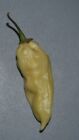 min. 20 nasion Naga Bhut Jolokia biały (Capsicum chinense) ghostpepper 