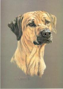 Rhodesian Ridgeback Head Study Limited Edition Art Print by UK Artist Sue Driver - Picture 1 of 1