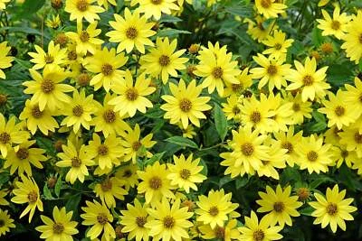 SEEDVILLE USA 50 LEMON QUEEN SUNFLOWER Perennial Helianthus Yellow Flower Seeds