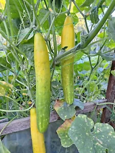 SAGAMI HANJIRO JAPANESE CUCUMBER 5+ Seeds - HEIRLOOM Cu 066 - Picture 1 of 1