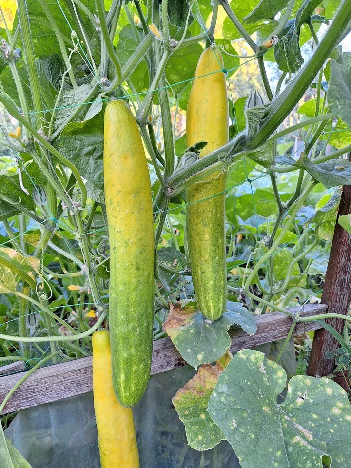 SAGAMI HANJIRO JAPANESE CUCUMBER 5+ Seeds - HEIRLOOM Cu 066 - Image 1 of 1