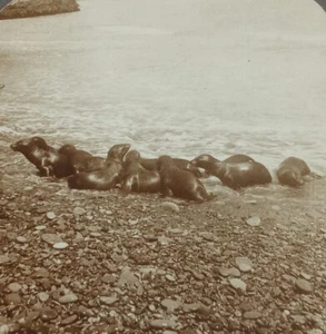 Santa Catalina Island Young Seals Beach Antique Stereoview Card Underwood CA - Picture 1 of 3