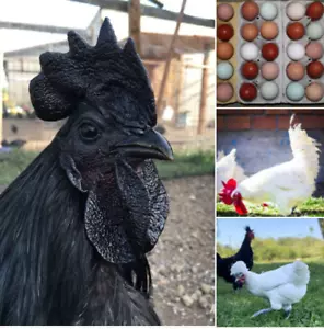 🥚10 - 40 Hühner Bruteier🐓 🐔10 Rassen, Cemani, GaHmong ,DonXiang, Araucana... - Bild 1 von 13