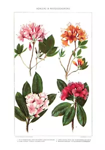 Circa 1900 Azaleas & Rhododendrons Flowers COLOR CHROMOLITHOGRAPH 7" x 10" PR - Picture 1 of 2