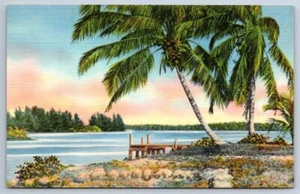 Coconut Palms On A Florida River, Vintage Curteich Linen Postcard - Picture 1 of 2