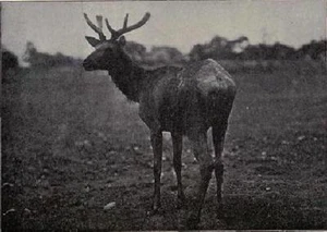 Fotografia Per Il Libro Sportivo CD 1904 molte foto - Foto 1 di 1