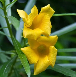 Thevetia peruviana (YELLOW FLOWER) - - Oleander del Peru - Bild 1 von 4