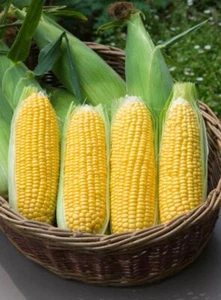 Vegetable - Sweetcorn - Moonshine F1 - 50 Seeds - Picture 1 of 3