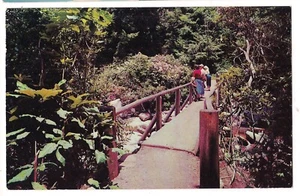 Rustic CHIMNEY FOOT BRIDGE Great Smoky Mountains National Park TN Postcard Tenn  - Picture 1 of 2