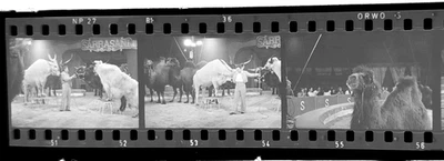 6xFoto-Negativ, Zirkus 60iger bis 70iger, Zirkus Sarrasani,  ZT 55005 e - Bild 1 von 4