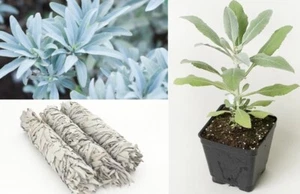White Sage | Salvia Apiana | 50+ seeds | Smudging | Same Day Dispatch - Picture 1 of 5