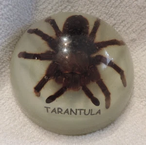Fermacarte tarantola vintage 4" BEL PEZZO IN RESINA DAI UN'OCCHIATA - Foto 1 di 2