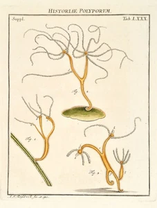 Rösel von Rosenhof Orig. 1746 Altkolorit Historiae Polyporum Polyp Kupferstich - Picture 1 of 3