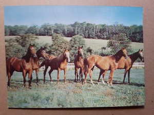 Vintage 3D Lenticular Postcard TP-105, THOROUGHBRED E, HORSES, TOPPAN, Zurich - Picture 1 of 2