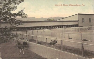 Bloomsburg, PENNSYLVANIA - Ostrich Farm - Picture 1 of 2