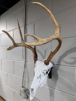 Réplica de cráneo de ciervo europeo montaje con percha cuerda blanca mula ciervo euro percha Foto 1 de 4