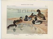 Birds of New York Colored Print Plate #17 Ring Necked Duck Scaups 1909