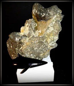 💥💥 MEGALDON Hai ZAHN Fossil in MATRIX 100% NATÜRLICH - TAUCHERFUND - SELTEN💥💥 - Bild 1 von 8