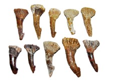 Onchopristis Sawfish Tooth Fossils-Lot of 10-Dinosaur Age 1 1/2 - 2 inch  #14047
