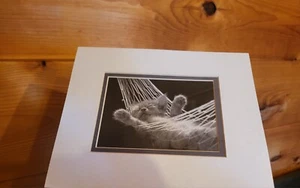 L@@k!!! Cat Nap 2 Matted Photo 8" X 10" - Picture 1 of 6