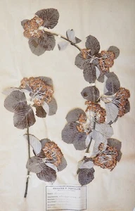 Botany - Plank Herbarium Xixth - Plants Dried - Allouchier - Picture 1 of 3