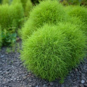 Kochia Summer Cypress 100 Kochia scoparia Seeds Burning Bush Seed - Picture 1 of 8