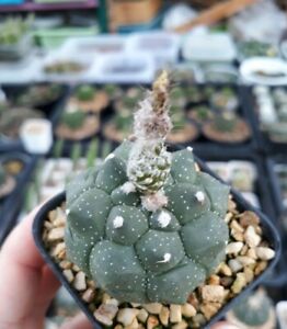 Astrophytum asterias KIKKO NUDUM exotic rare cactus 30 SEED